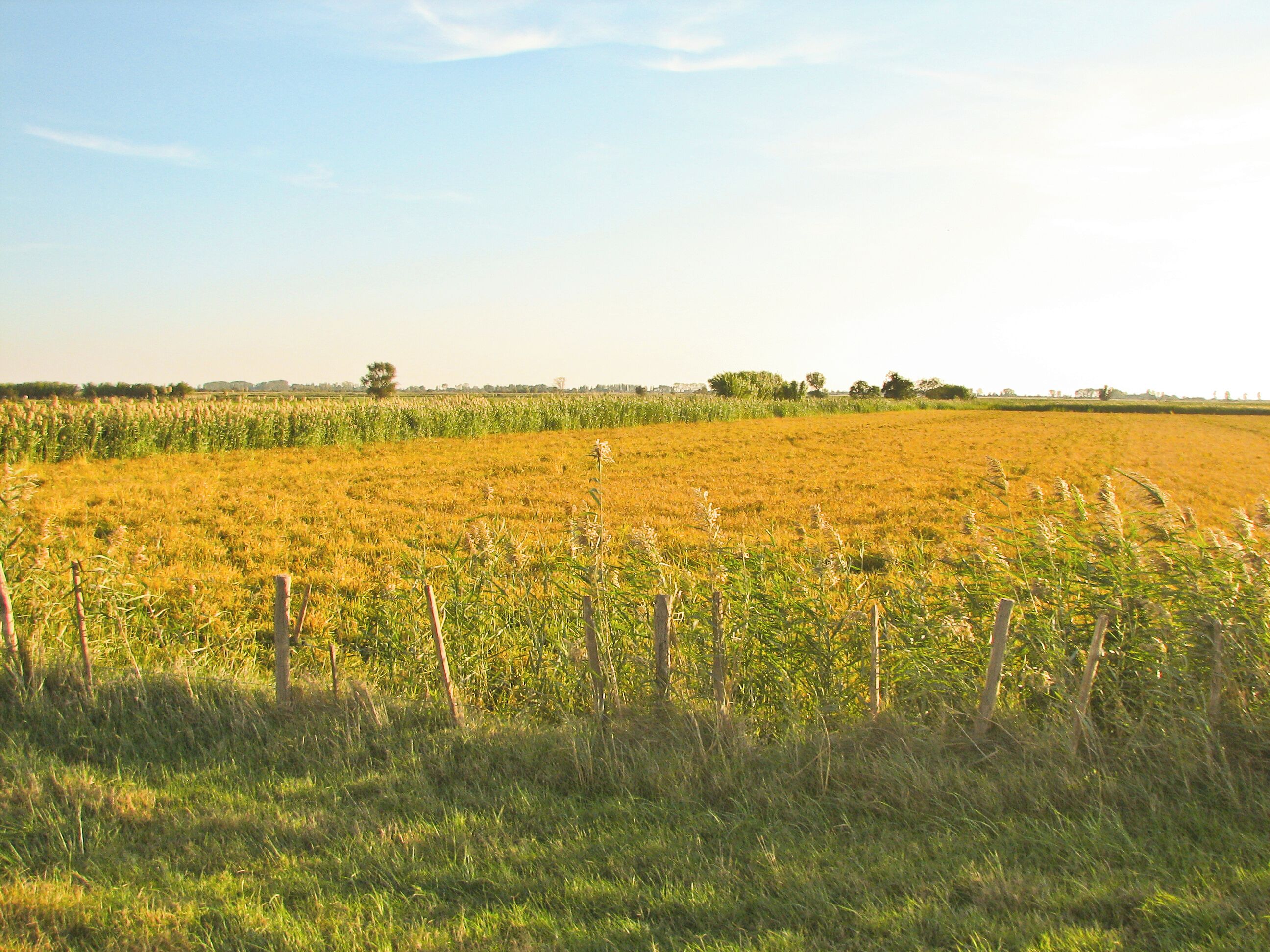 Camargue landscape east of Arles, France
