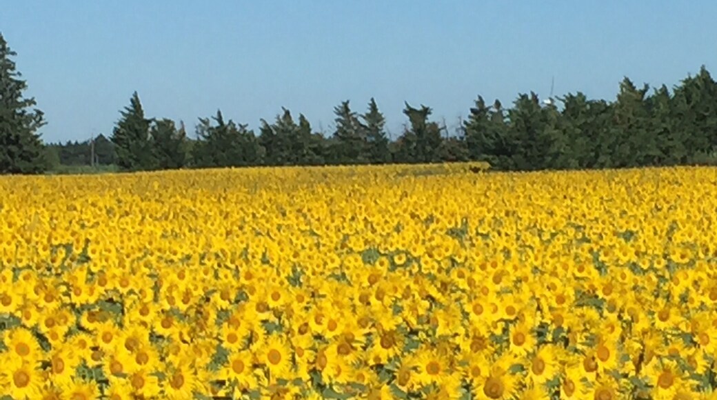 Beautiful field of sunflowers en route to Arles