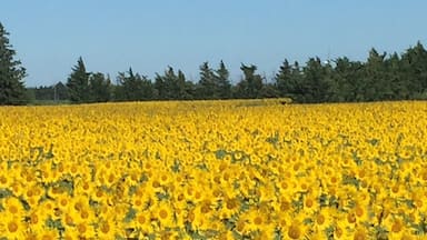 Beautiful field of sunflowers en route to Arles