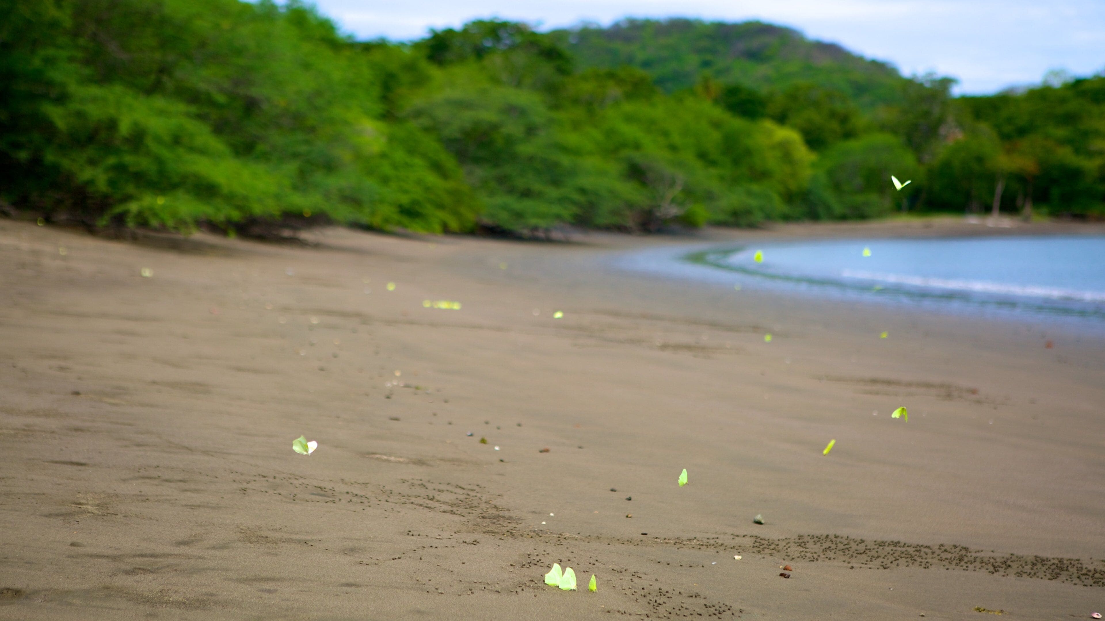 Panama Beach featuring a sandy beach