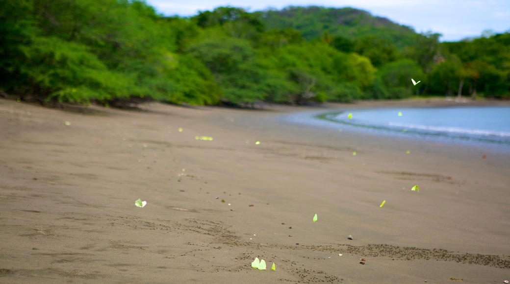 Playa Panamá ofreciendo una playa