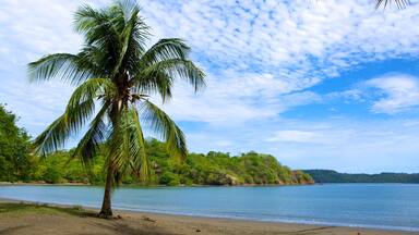 Uma praia com uma palmeira, águas calmas e um morro coberto de vegetação.
