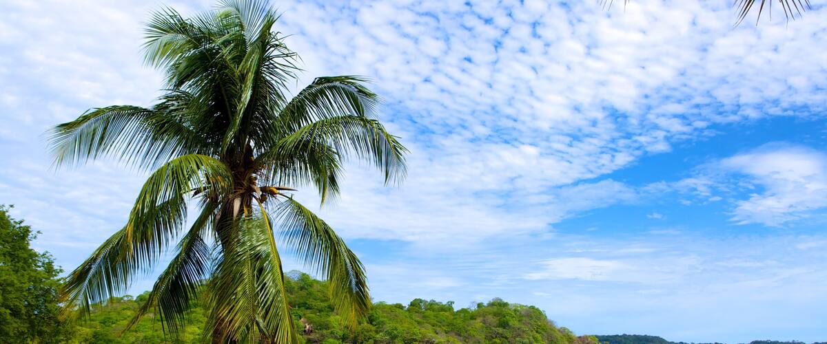 A beach with a palm tree, calm water, and a forested hillside.