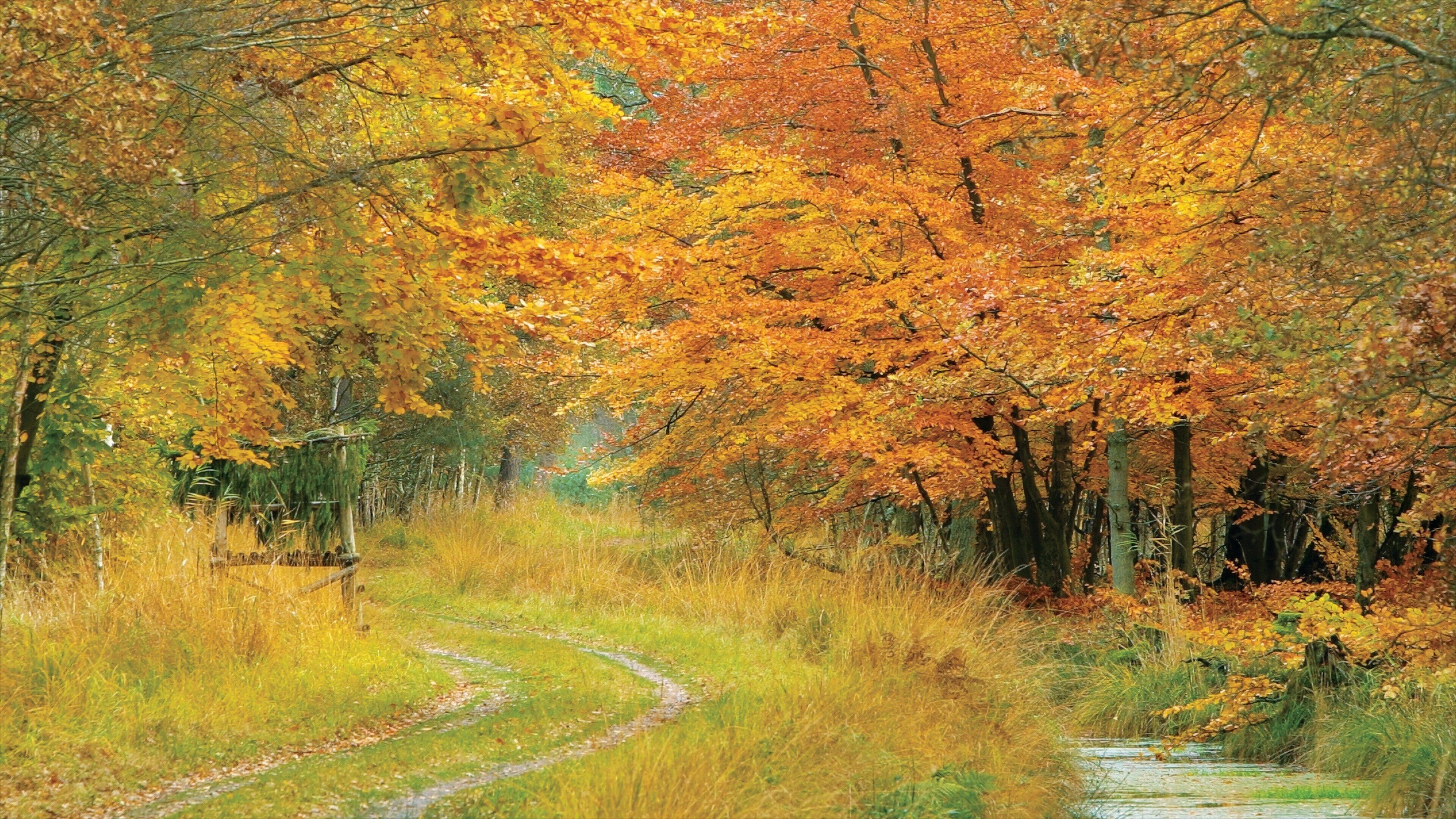 Zingst showing forest scenes and landscape views