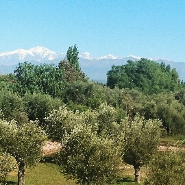One of the numerous large-scale Wine States of malbec grapes, just tasting no restaurants or food provided. #trapiche#maipu#winetasting#theandes