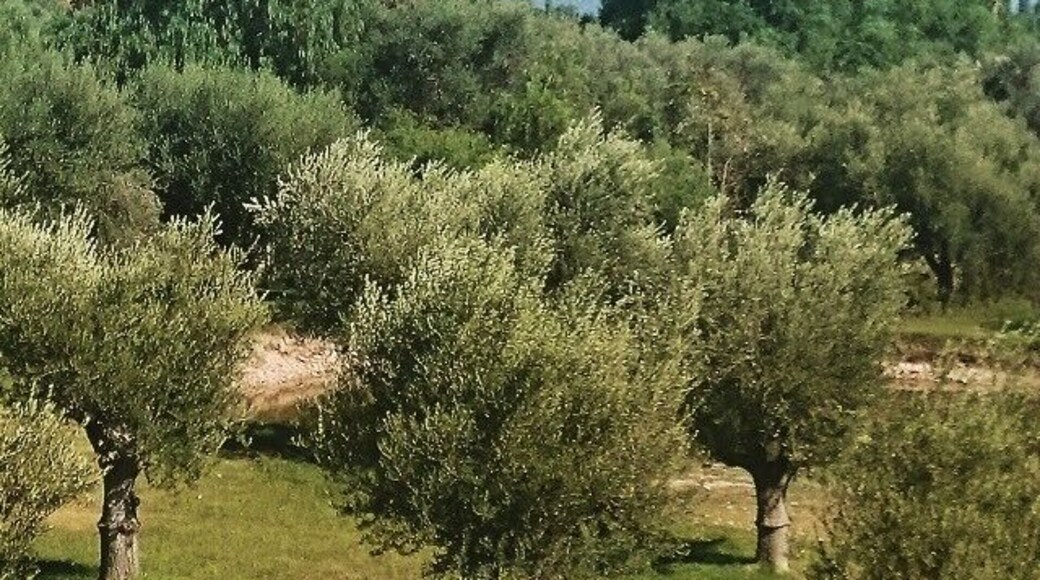 One of the numerous large-scale Wine States of malbec grapes, just tasting no restaurants or food provided. #trapiche#maipu#winetasting#theandes