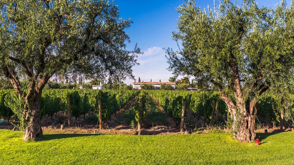 A vineyard with rows of grapevines and large trees in the foreground.