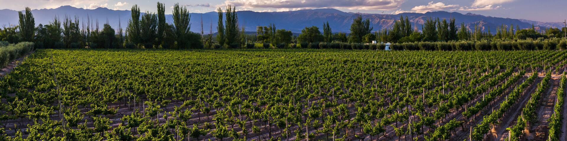 Vineyards at Resort Club Tapiz, a Bodega (winery) in the Maipu area of Mendoza, Mendoza Province, Argentina, South America