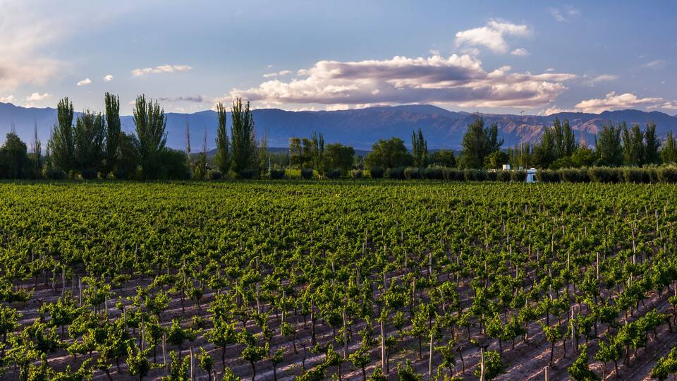 A vineyard with rows of grapevines and mountains in the background.