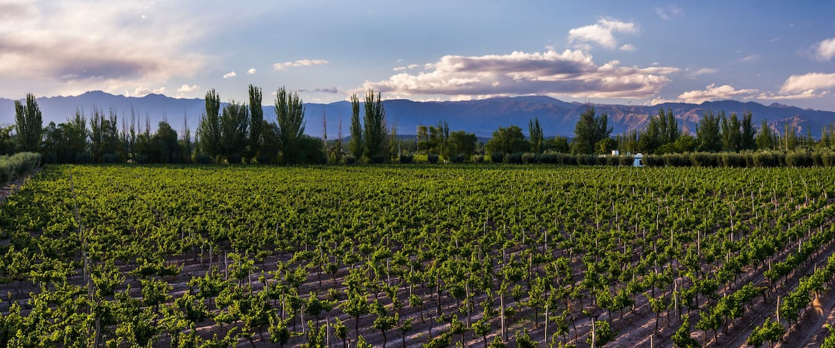 A vineyard with rows of grapevines and mountains in the background.