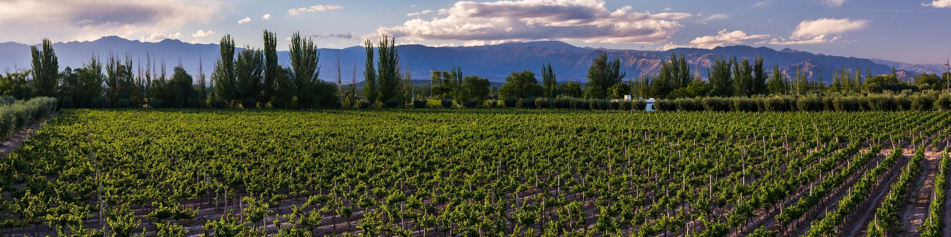 A vineyard with rows of grapevines and mountains in the background.