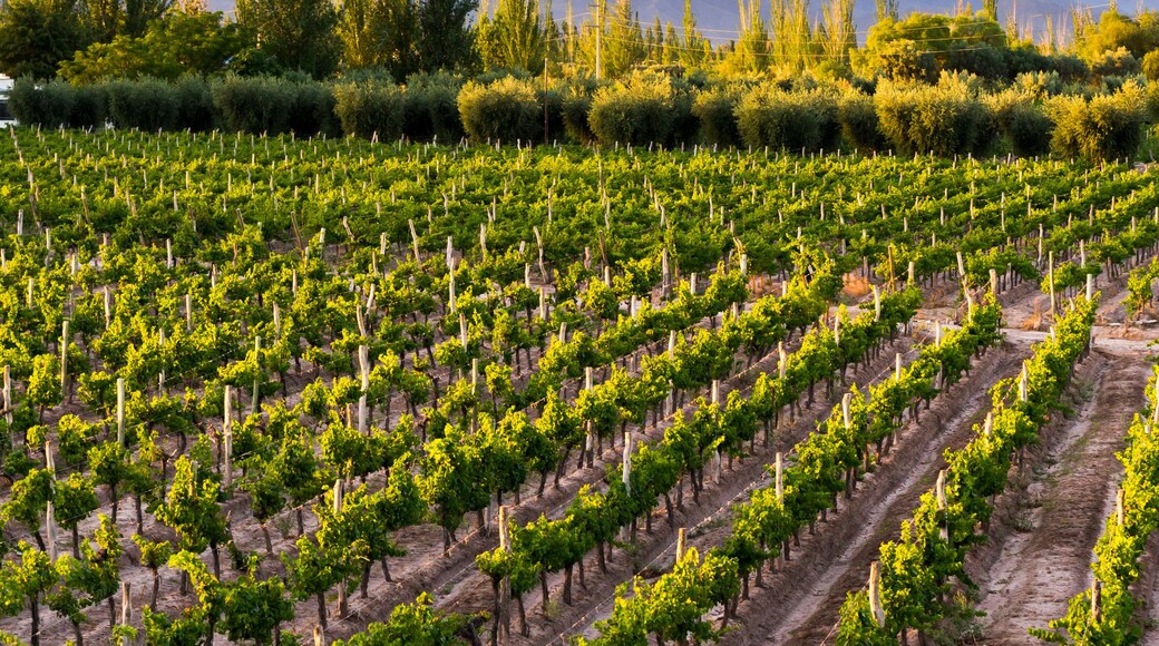 A vineyard with rows of grapevines.