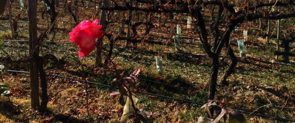 A rose blooms in Mendoza, amongst the dormant vines at Domaine St. Diego Winery.