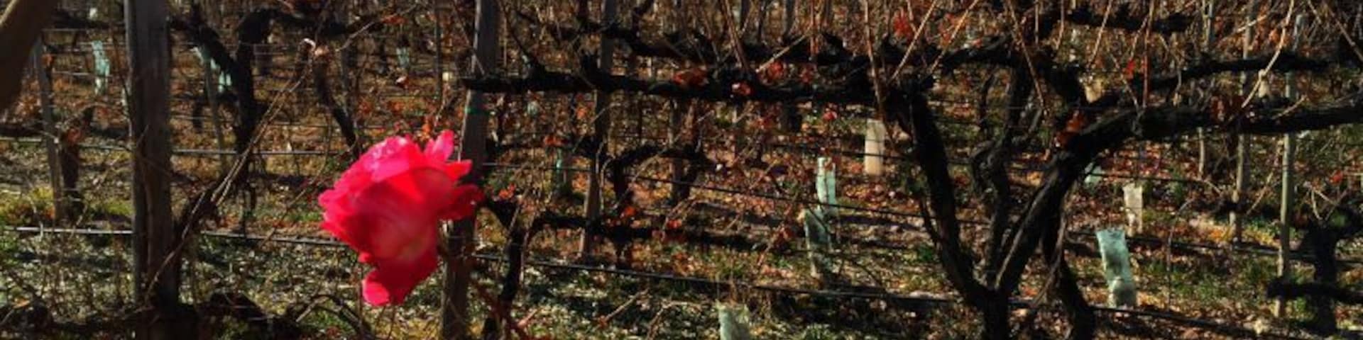 A rose blooms in Mendoza, amongst the dormant vines at Domaine St. Diego Winery.