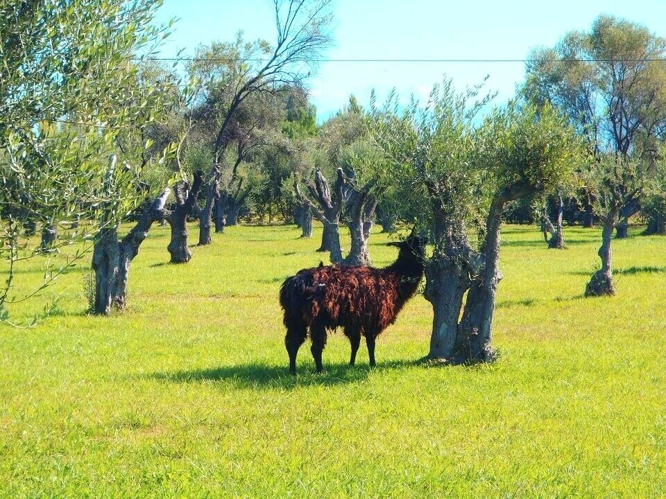 Mendoza is an excellent destination for solo travelers, with many opportunities to explore nightlife, nature and culture. One highlight is exploring the wine attractions of the Maipu, a city in Mendoza Province known for its delicious vino. Rent a bike and taste your way around! You may even see a llama :) 