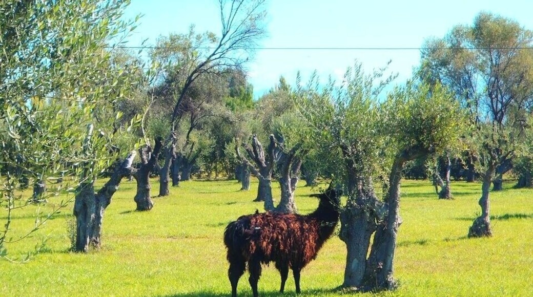 Mendoza is an excellent destination for solo travelers, with many opportunities to explore nightlife, nature and culture. One highlight is exploring the wine attractions of the Maipu, a city in Mendoza Province known for its delicious vino. Rent a bike and taste your way around! You may even see a llama :)