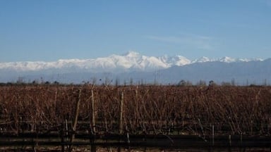 If you're in Mendoza, take a bike tour to all the vineyards. It's the best way to tour and you'll see views like this along your way!