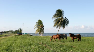 Dangriga bevat landdieren en algemene kustgezichten