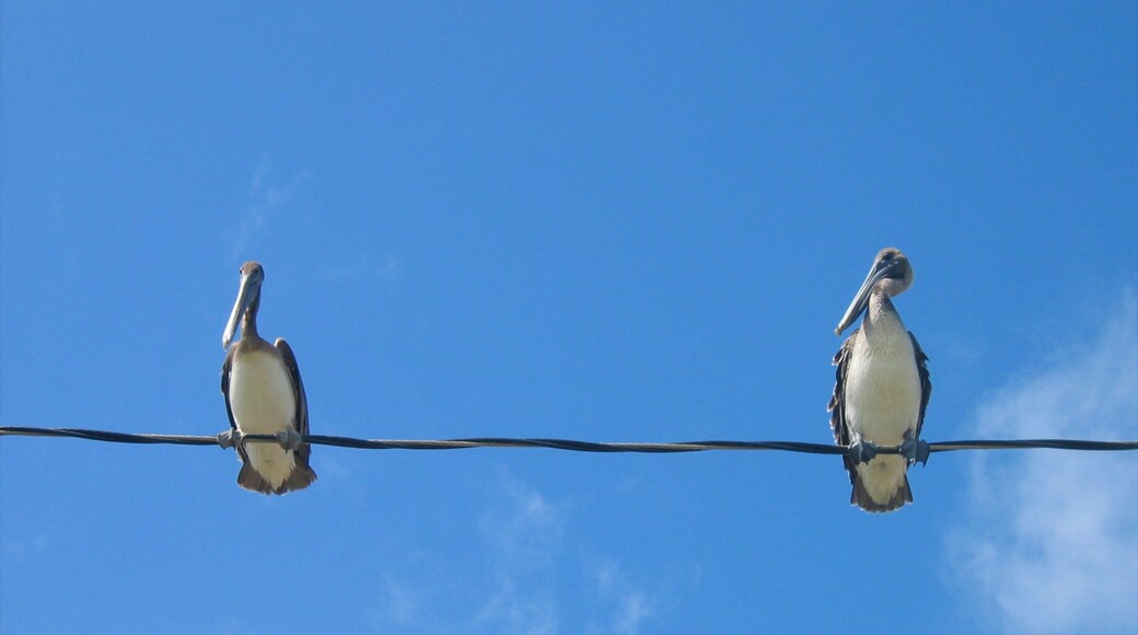 Dangriga which includes bird life