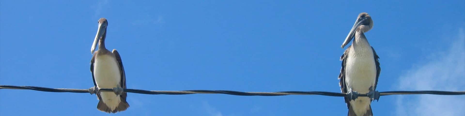 Dangriga which includes bird life