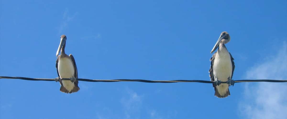 Two pelicans perched on a wire against a clear blue sky.