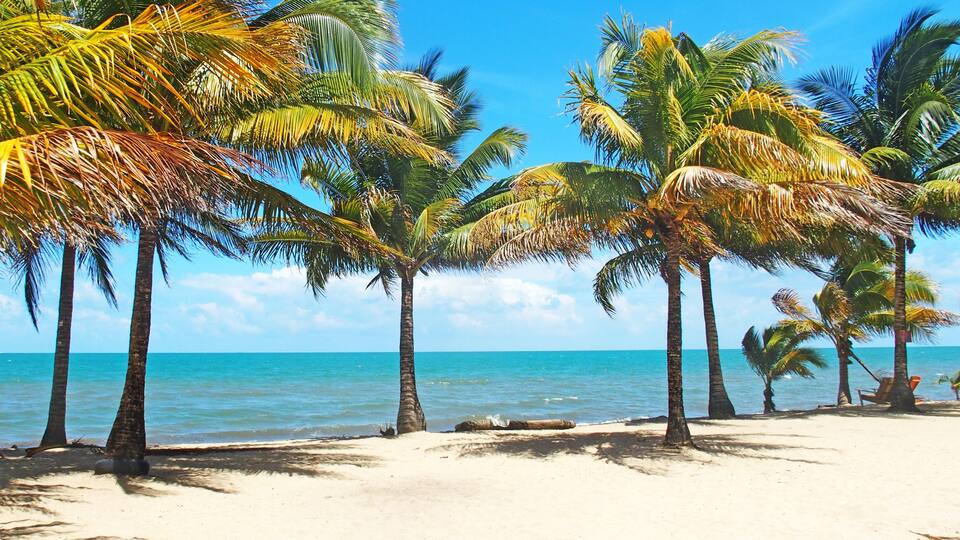 A beach with palm trees and clear blue water.
