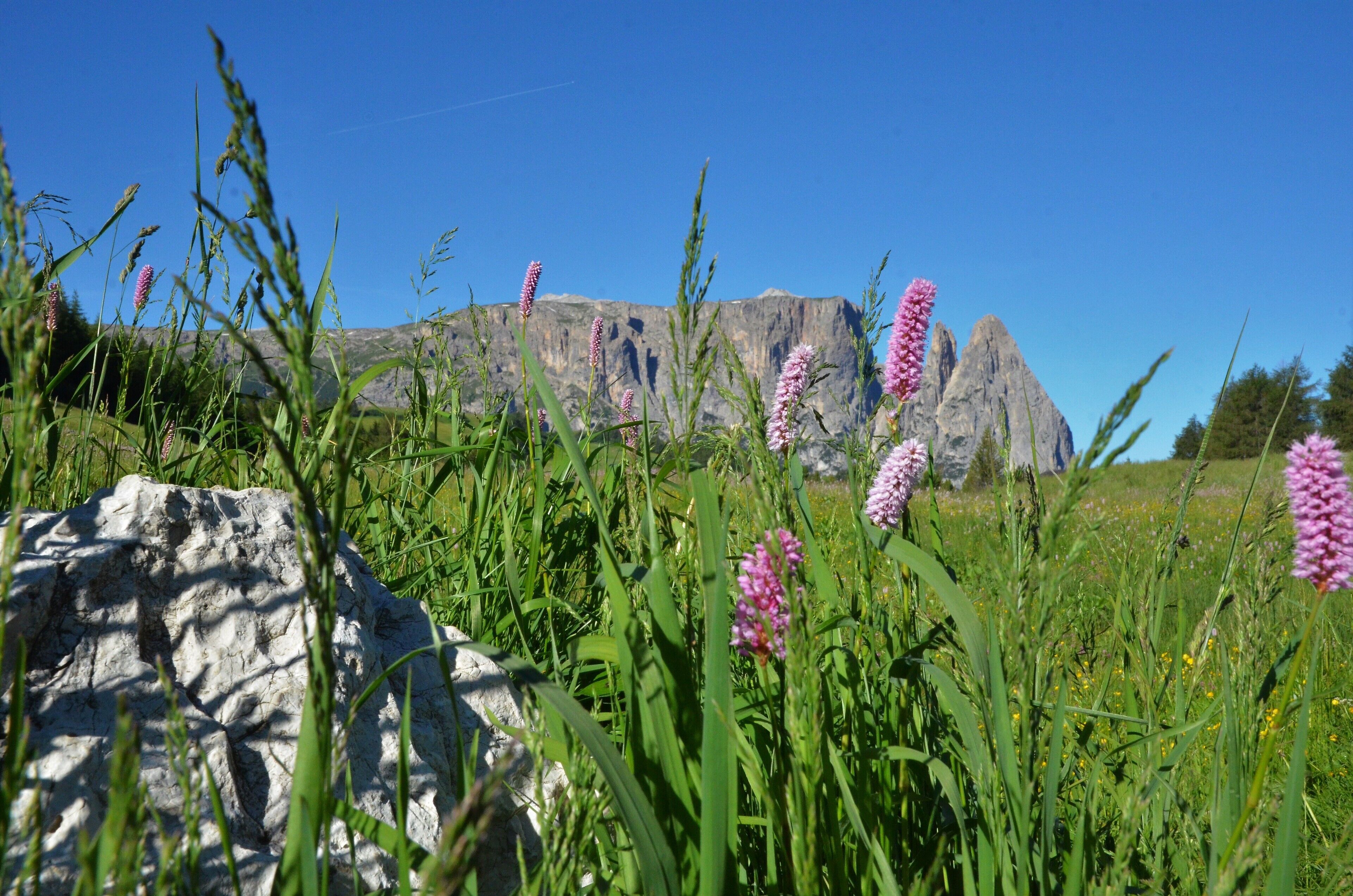 Un prato erboso con fiori rosa e una montagna rocciosa sullo sfondo.