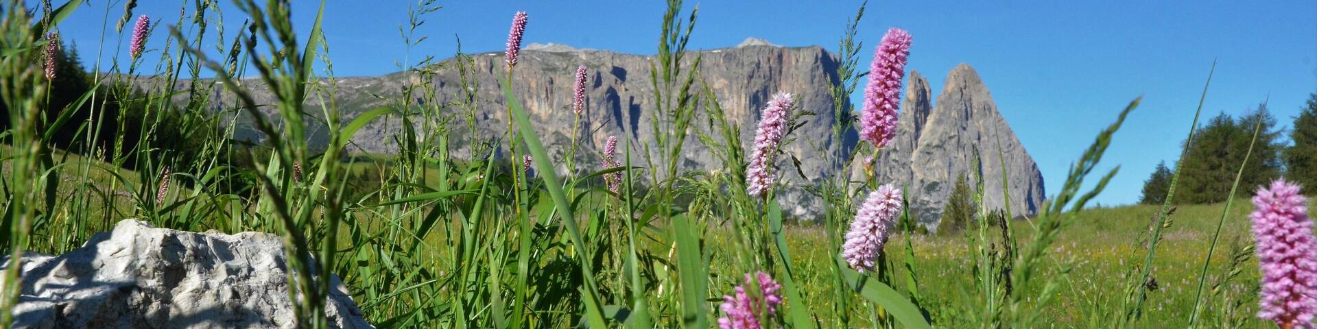 A grassy field with pink flowers and a rocky mountain in the background.