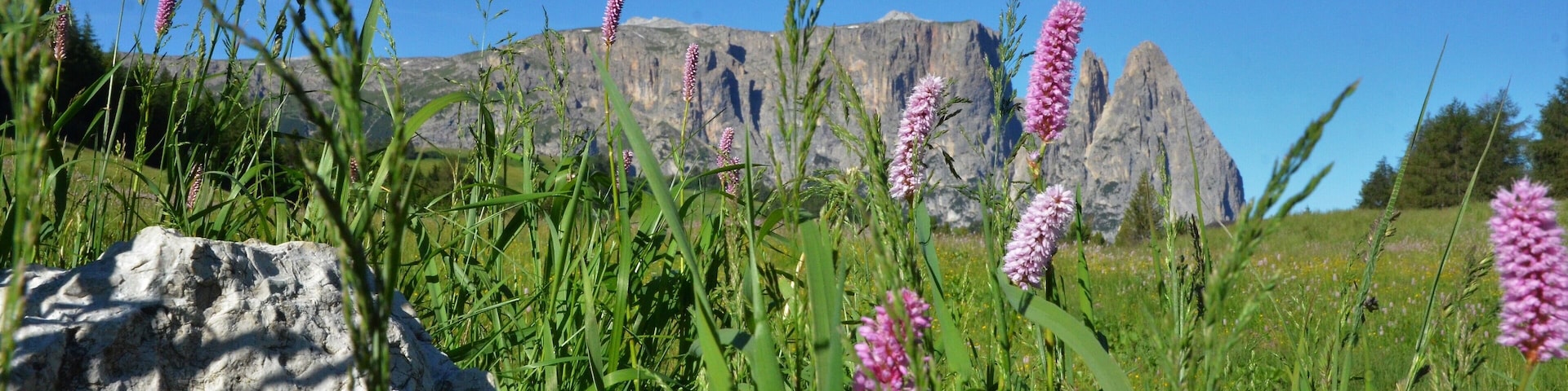 Un campo cubierto de césped con flores rosadas y una montaña rocosa al fondo.