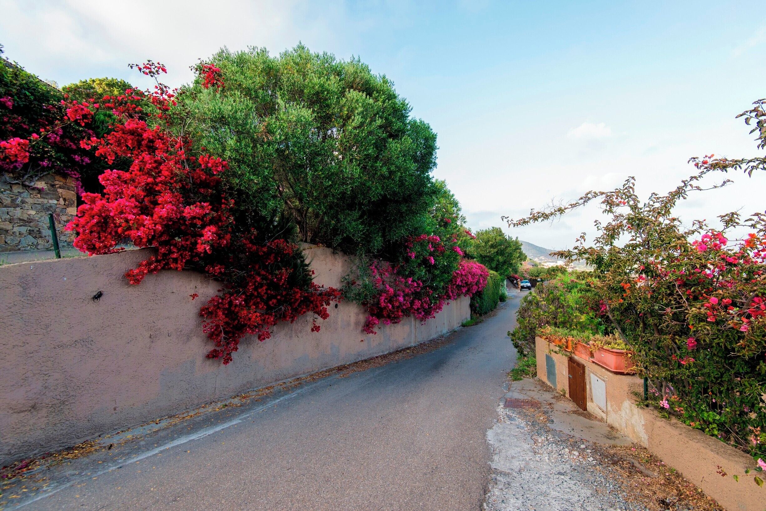The lanes of Chia are bathed in Bougainvillea.