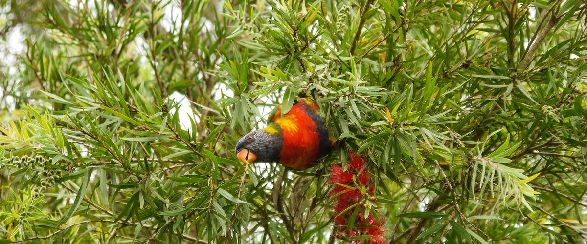 Rainbow lorikeet on a tree in Sydney - Australia
