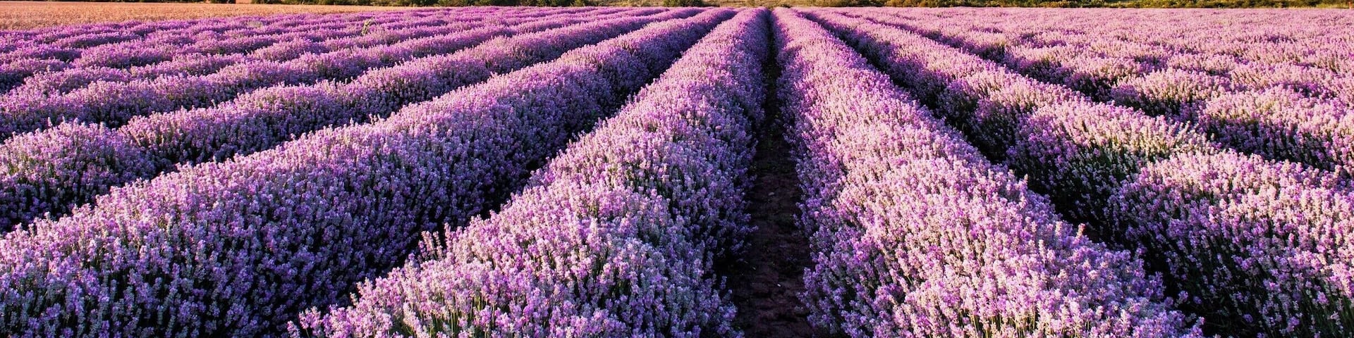 Lavander fields in Bulgaria.