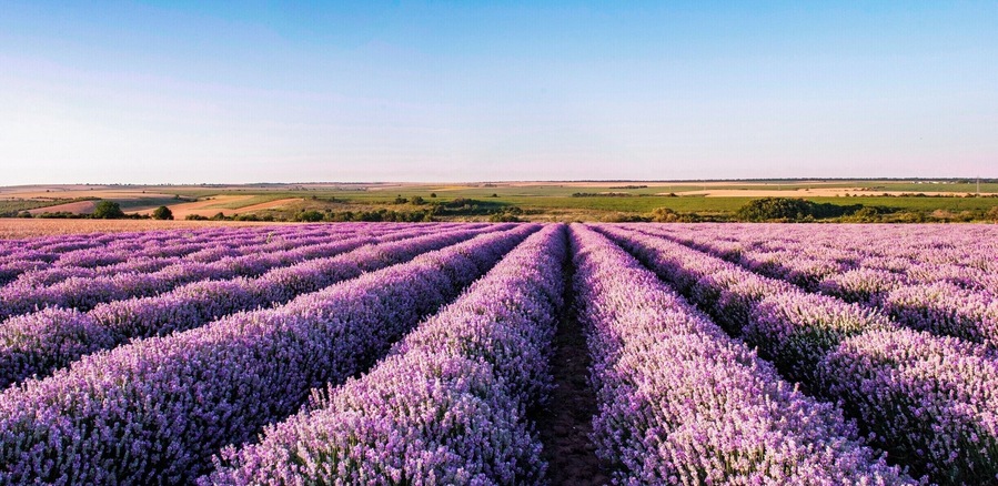 Lavander fields in Bulgaria.