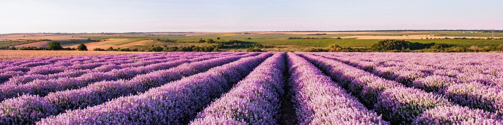 Lavander fields in Bulgaria.