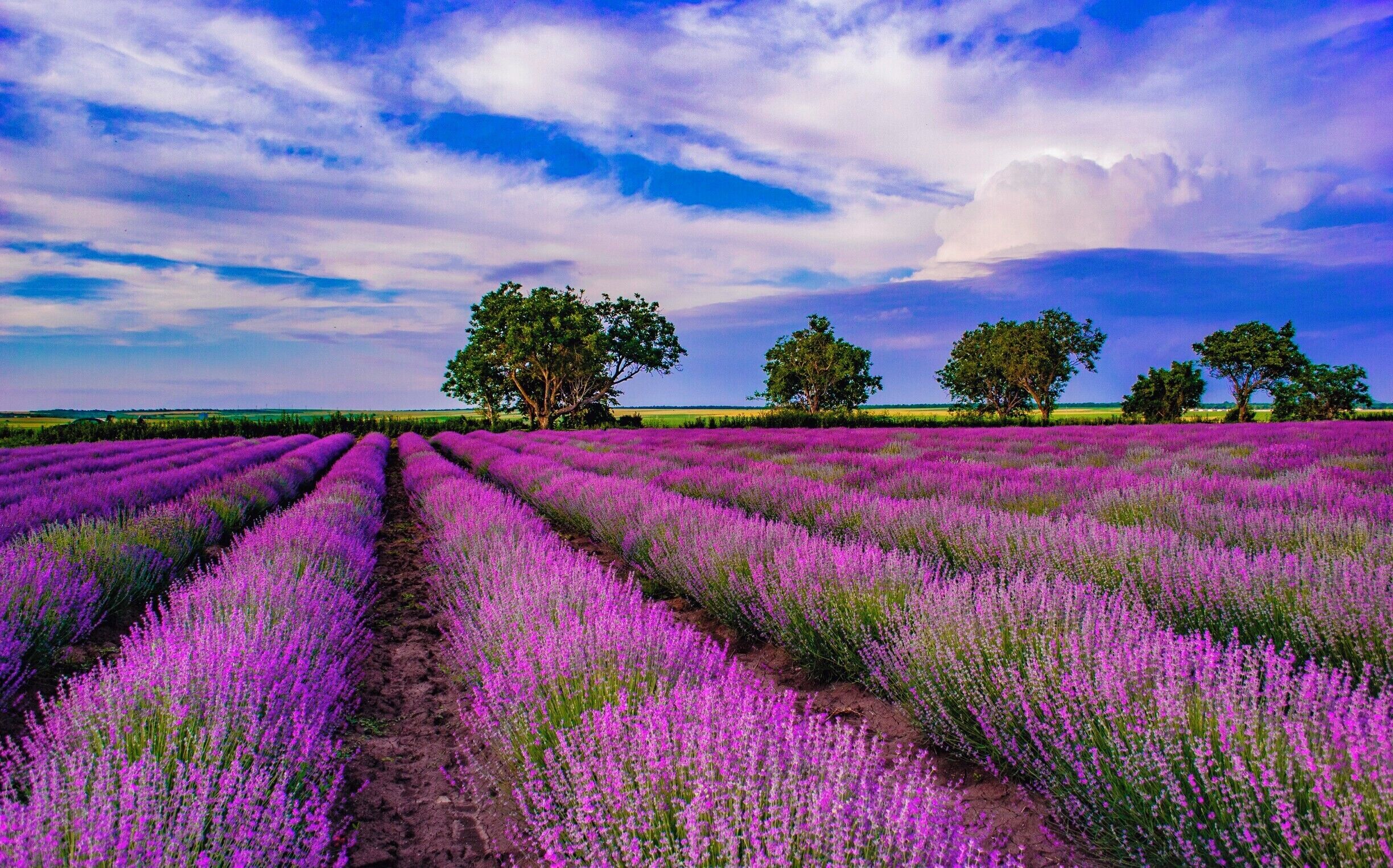 Lavander fields in Bulgaria.
#BVStrove