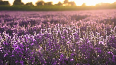 On the road to Shumen, travelling from Razgrad. It's located right before you get up on the highway. Amazing field.