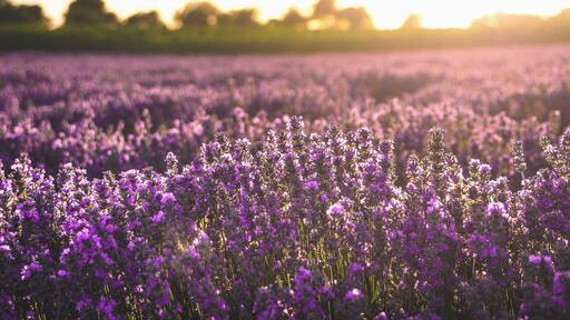 On the road to Shumen, travelling from Razgrad. It's located right before you get up on the highway. Amazing field.