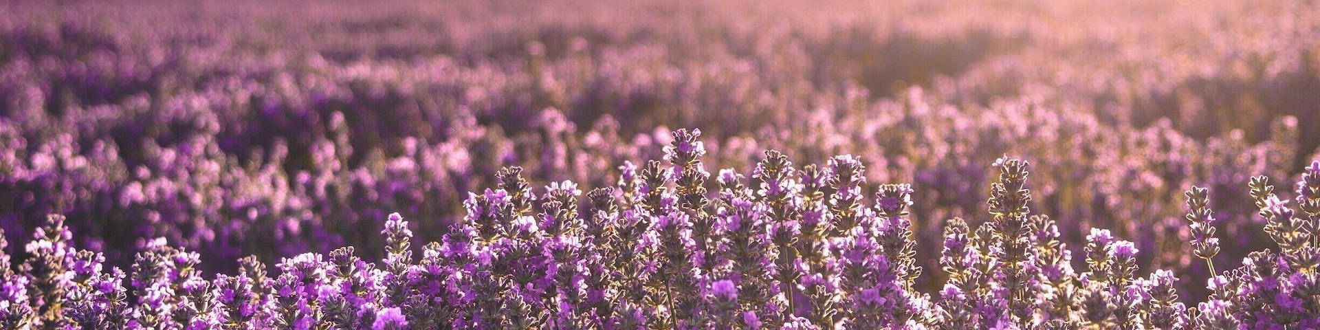 On the road to Shumen, travelling from Razgrad. It's located right before you get up on the highway. Amazing field.