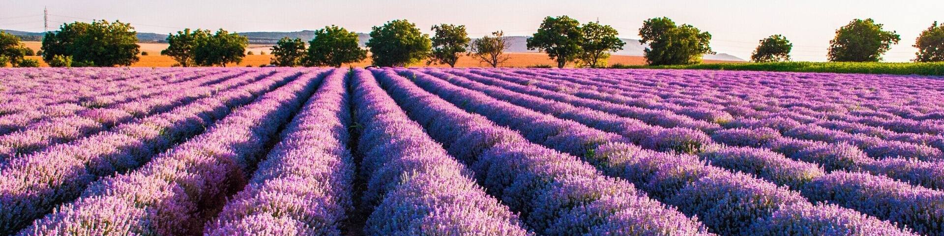 A lavender field with rows of purple flowers and trees in the background.