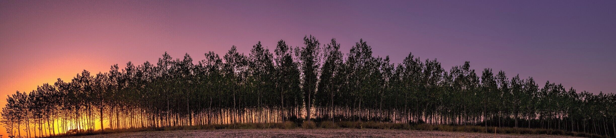 I liked these trees, so I stopped for a little sunset panorama. Hope you like it! 

#BVStrove