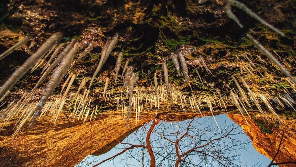 A forest with a clear reflection in a water body.