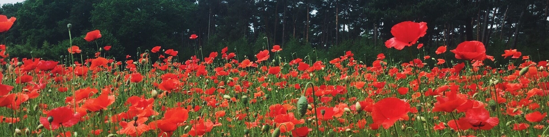 In Flanders Fields the poppies blow.