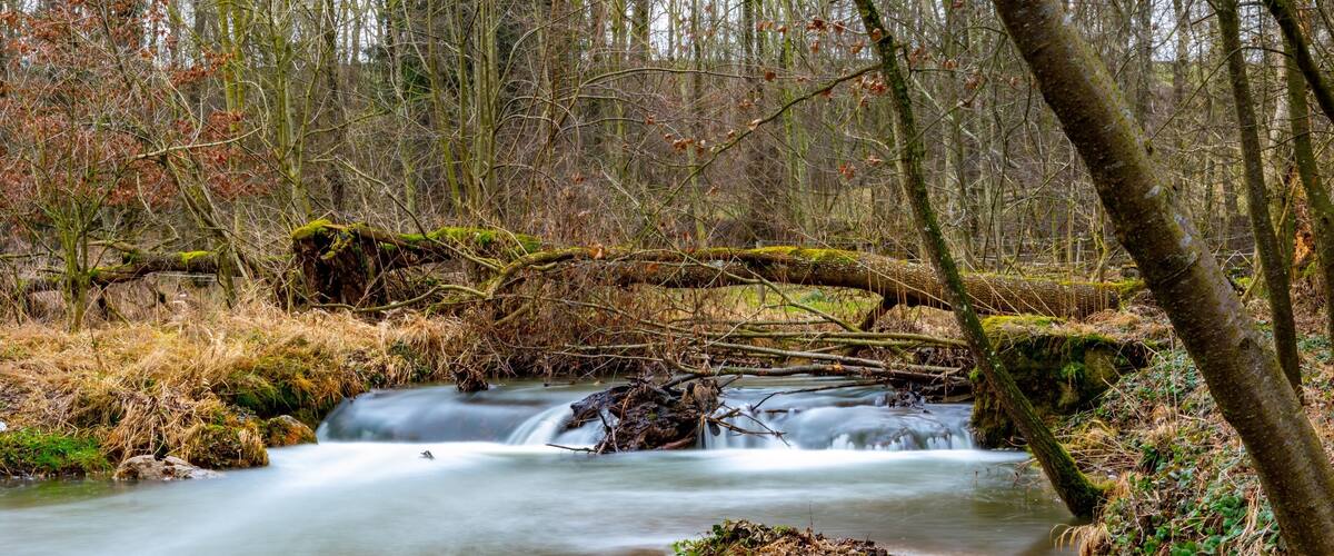 A flowing river with a fallen tree in the middle, surrounded by a forest with autumn-colored leaves.