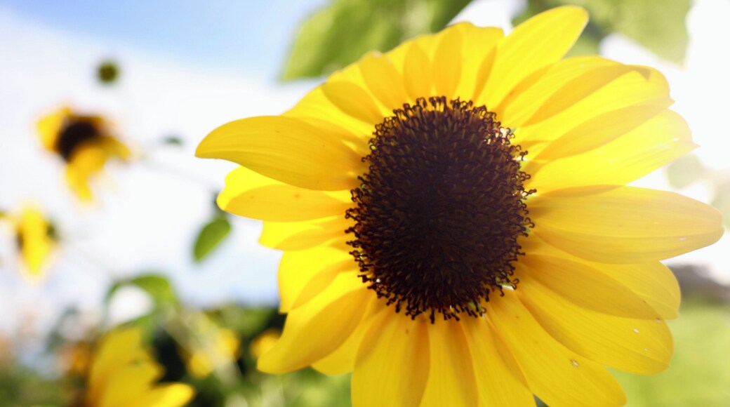 Finca Girasol en Camuy