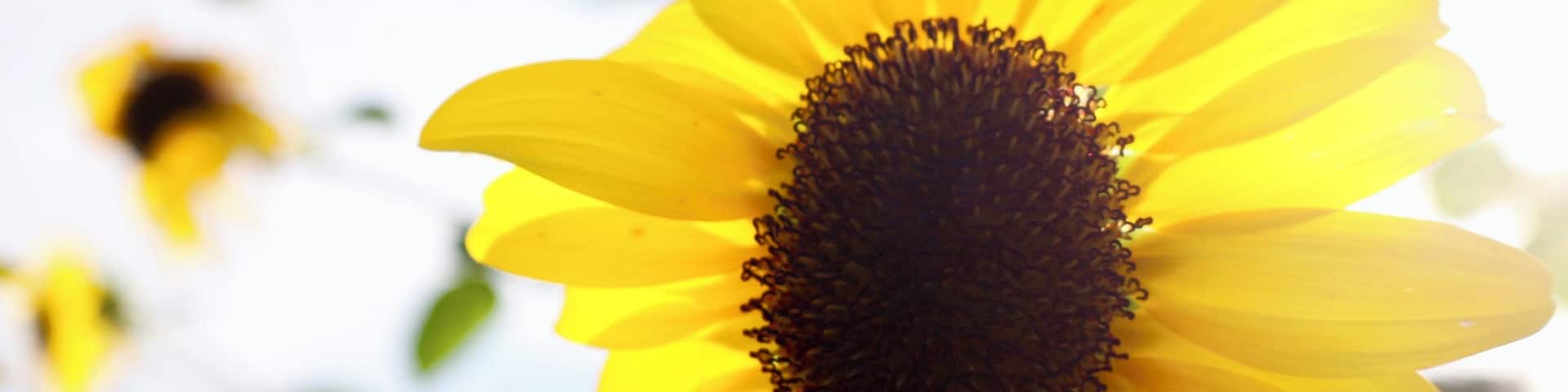 Finca Girasol en Camuy