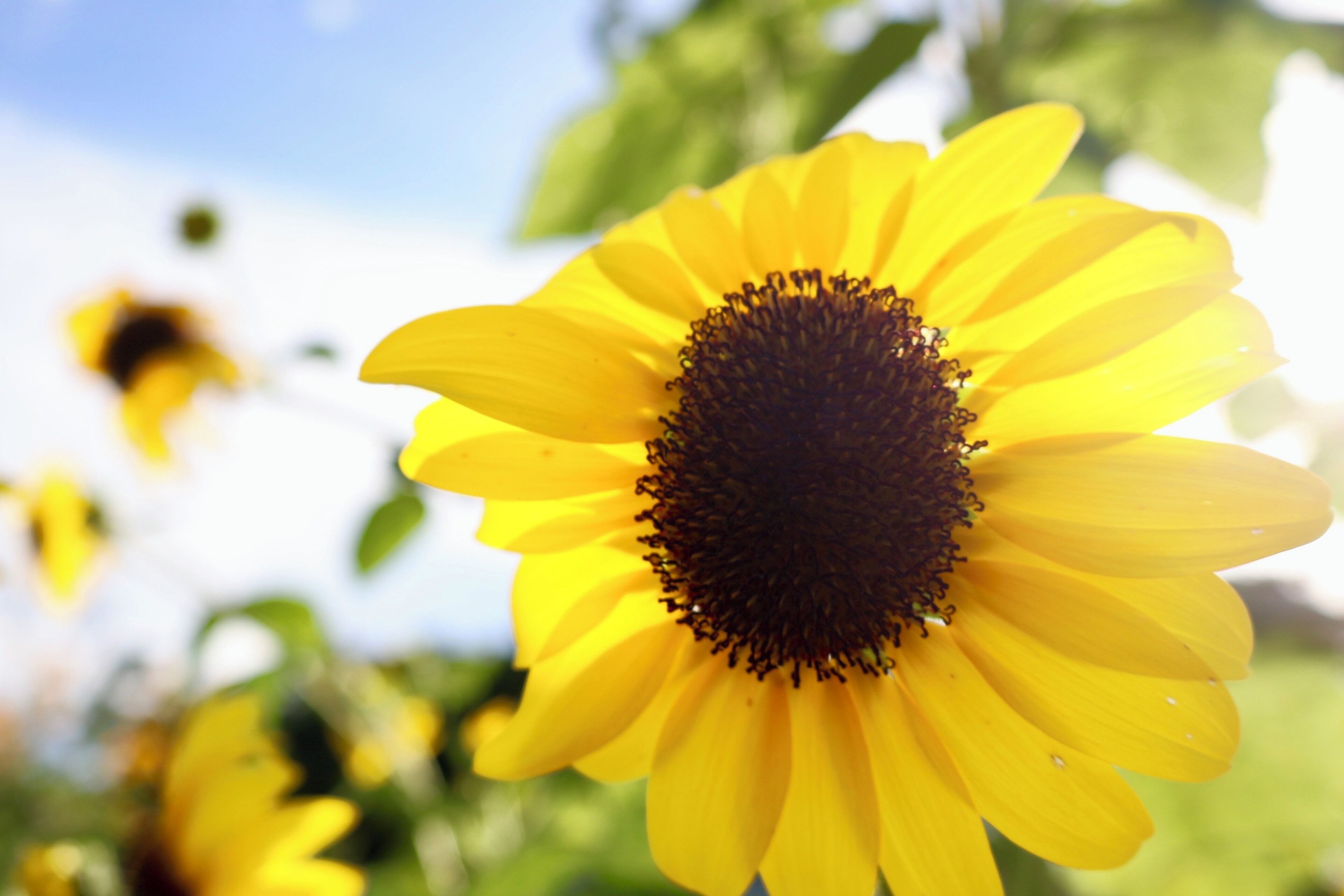 A close-up of a sunflower with a dark center and bright yellow petals, set against a blurred background of greenery and sky.