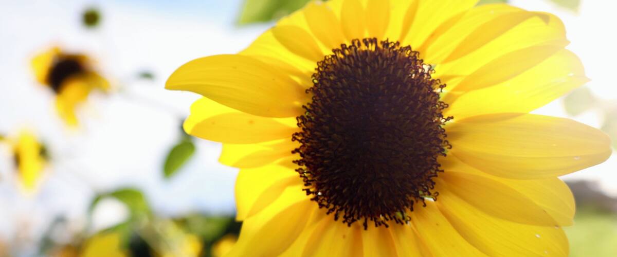 A close-up of a sunflower with a dark center and bright yellow petals, set against a blurred background of greenery and sky.