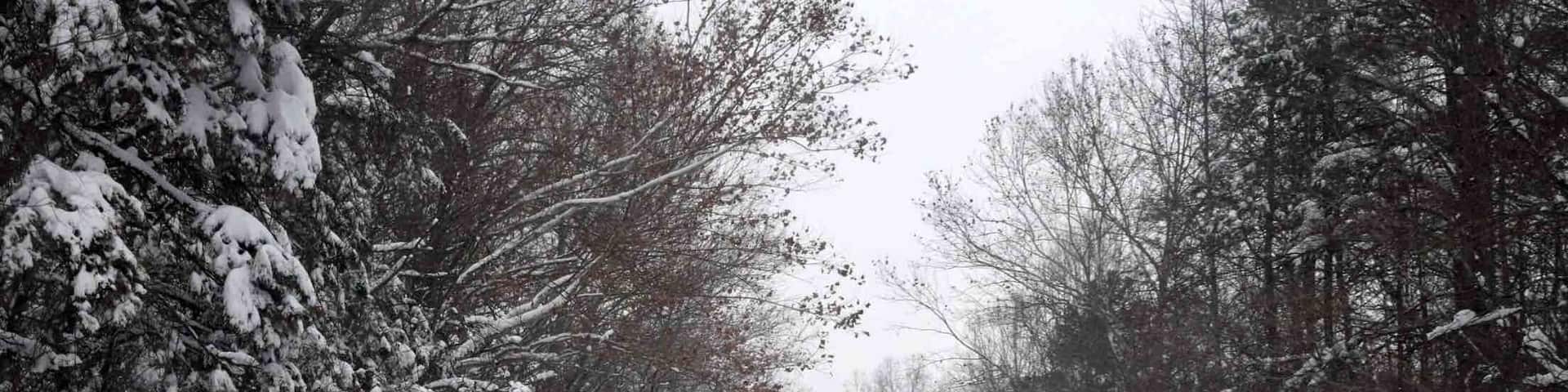 The one and only snow this winter...it was a doozy. December 2018