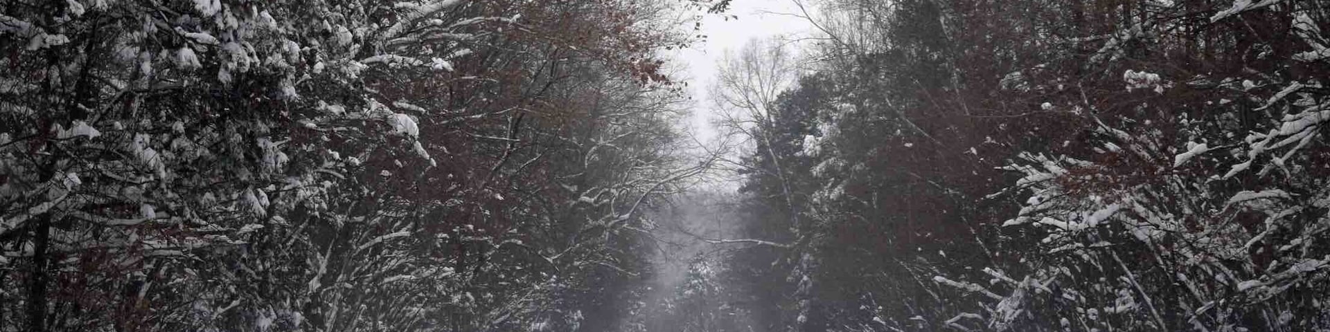 The one and only snow this winter...it was a doozy. December 2018