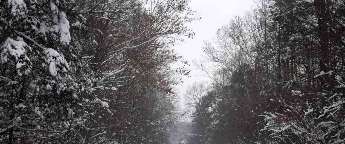 A snow-covered road flanked by trees in a forest.